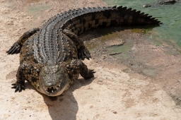 ZVÍŘATA 048 Maroko Agadír CrocoPark Krokodýl nilský IMG_8053